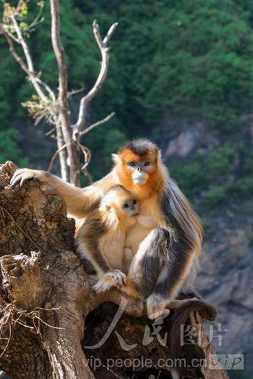 四川九寨沟：野生川金丝猴种群数量持续增长