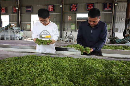 <em>安徽太湖</em>：茶叶加工厂让茶农增收有保障