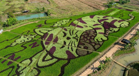 泰国农民与艺术家合作 用水稻种出<em>猫咪</em>图案