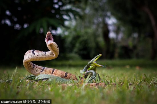 印尼<em>两条蛇</em>打架 撕咬对方异常激烈