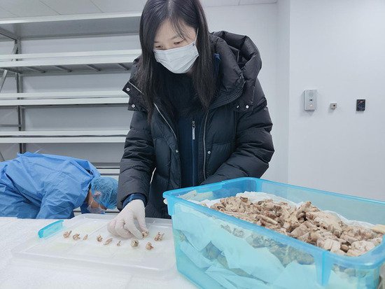 古遗传学专家赴马鞍山市和县采集“和县猿人”化石