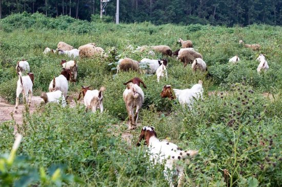 村民自家<em>地里</em>投毒玉米，毒死9只羊后赔了23600元，还被判了一年...