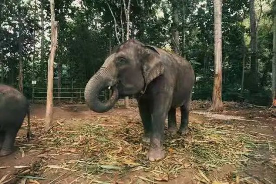 大象如此可爱，怎样才能收养？