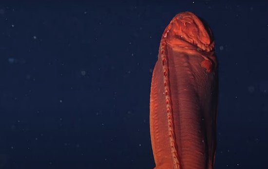 太平洋<em>深海</em>发现怪鱼，长得像须鲸，一生3变形，科学家已被搞懵