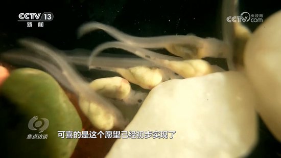 焦点访谈：长江禁渔鱼归来