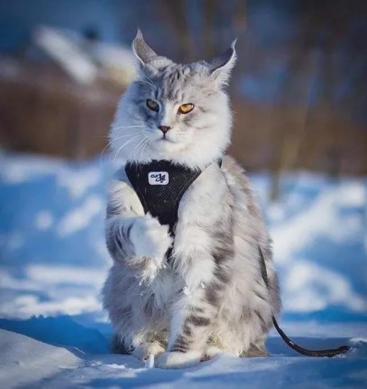 <em>挪威森林猫</em>：传说北欧神话中“女神的猫”，怪不得仙气满满！