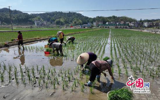 湖南隆回创建再生稻示范 引领粮食产业提质增效