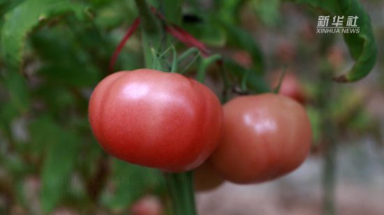 河南内黄：3万亩大棚西红柿采摘上市