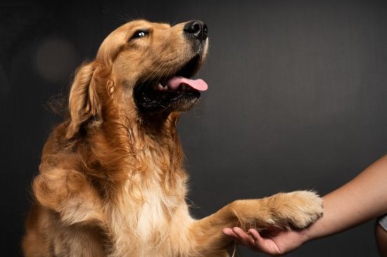 <em>狗为什么</em>爱舔人？可能是喜欢你，也可能你舔起来“味道好”