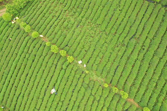贵州瓮安：大力推进茶产业发展 赋能乡村振兴