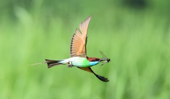中国最美小鸟——蓝喉蜂虎 ，鸟类中最靓丽的一道风景线