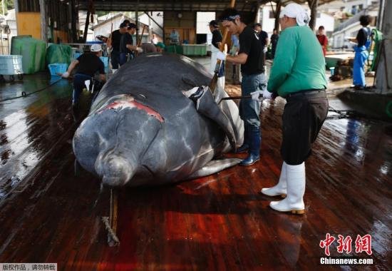 IWC通过保护鲸类宣言 日本重启商业捕鲸案或遭否