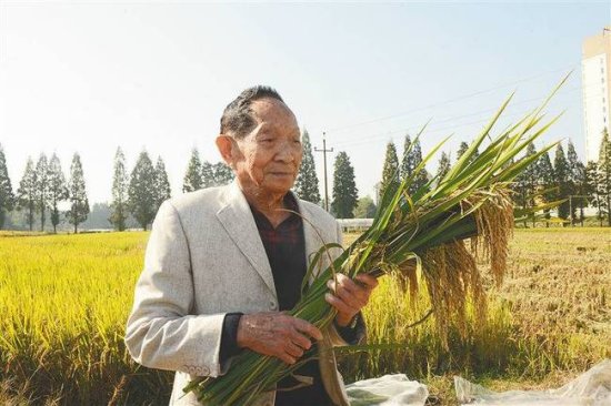 <em>袁隆平</em>团队沙漠<em>海水稻种植</em>再丰收 理论亩产548公斤