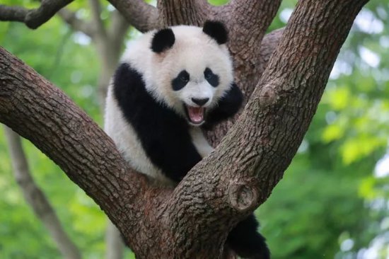 上海三甲医院来了“熊猫患者”？回应：系大熊猫“七七”，正...