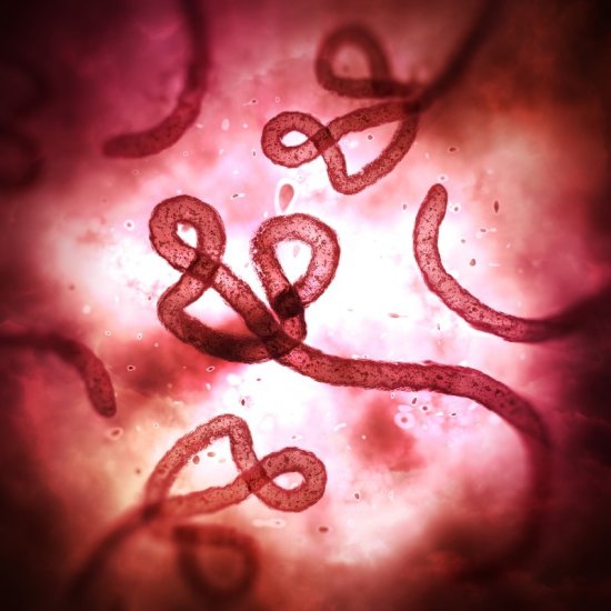 非洲再现埃博拉疫情，世卫：比2013年准备得更充足