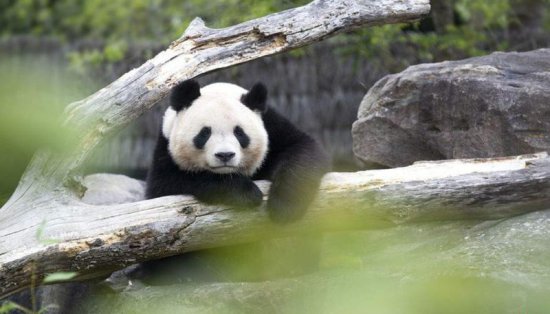 旅法大熊猫“圆梦”明天回国
