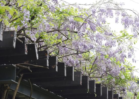 巢湖：紫藤花“浪漫”上线