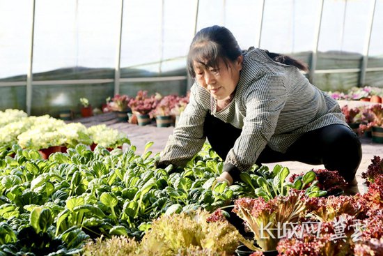 <em>东光</em>：盆栽蔬菜产业带动农民增收致富