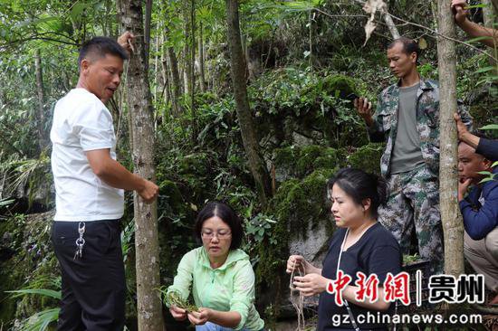 贵州兴义：捧乍镇林下中药材种植项目启动