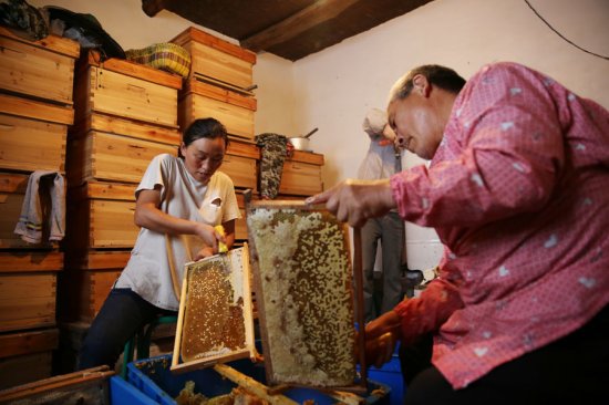 80后女蜂农的丰收年：今年卖300箱<em>蜂</em>种，<em>取</em>七千斤蜂蜜，收入...