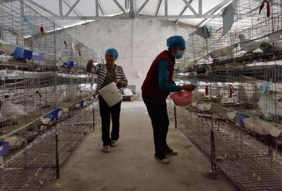 英吉沙县苏盖提乡：发展肉鸽特色养殖 助力群众增收致富