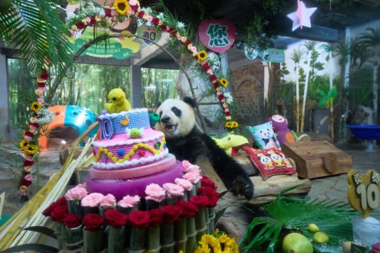 海南热带野生动植物园大熊猫兄弟十周岁生日庆典暨第五届海野...
