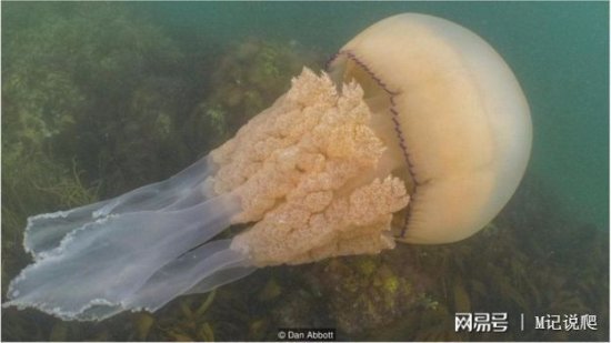 英国摄影师于海底邂逅<em>巨大水母</em>，比人还大！