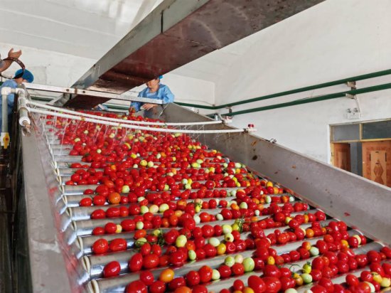 新疆呼图壁县4.7万亩加工番茄陆续成熟 开始采收