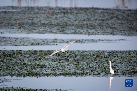 走进武汉沉湖国际重要湿地：候鸟<em>栖息的</em>乐园