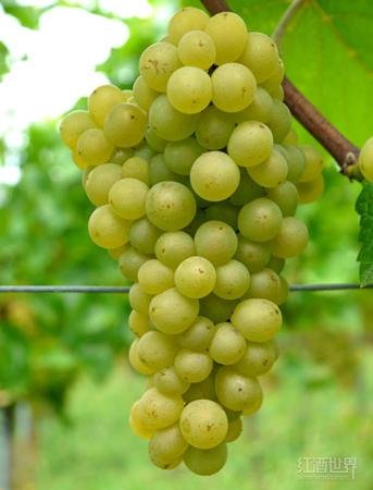 除了雷司令，德国还有<em>哪些葡萄品种种植</em>面积最广？