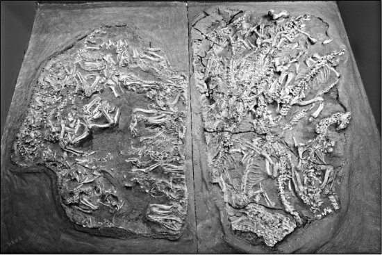 山西两件化石荣获“中国美丽化石”称号