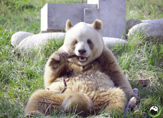 大熊猫都是<em>黑白的</em>？这里有一只罕见的棕色大熊猫