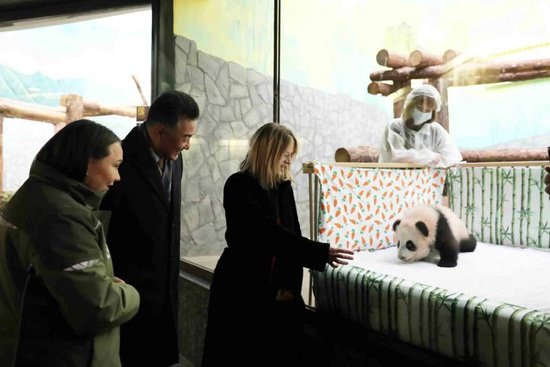 中国驻俄罗斯使馆公使孙炜东看望旅俄大熊猫和<em>新生</em>大熊猫幼崽