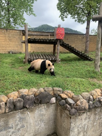 杭州<em>哪里可以看</em>大熊猫？潮新闻记者为你探访到了