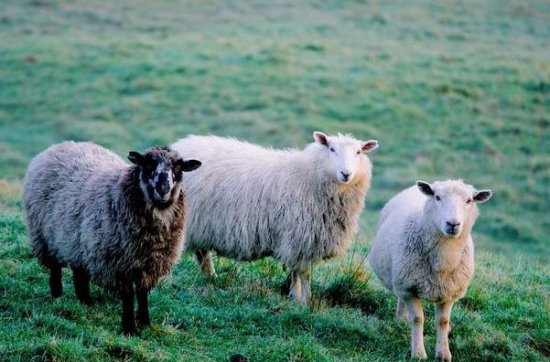 属羊人：出生月份决定了你的命运，6月出生的羊<em>宝宝</em>真的太幸福了
