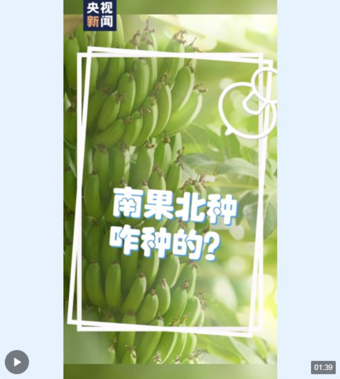 室外温度低至零下！宁夏地里竟“长”出了香蕉？