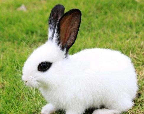 兔兔那么可爱，怎么可以吃兔兔