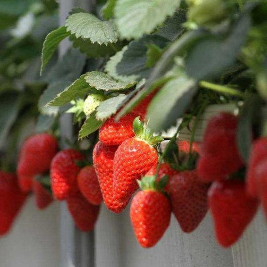 <em>草莓种植</em>常见的问题有哪些？用什么肥料好？