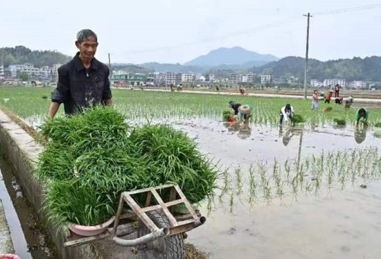 湖南隆回羊古坳镇：创建再生稻示范引领粮食产业提质增效