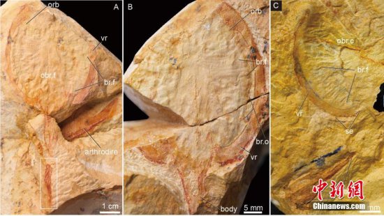 4.1亿年前<em>九尾狐</em>甲鱼化石揭秘早期鱼类游泳速度