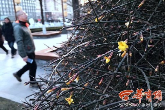 今日立春! 西安环城公园迎春花开了 未来一周陕西气温逐步回升