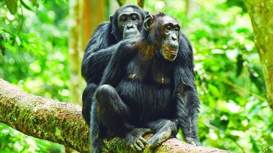 黑猩猩也是“妈<em>宝男</em>”