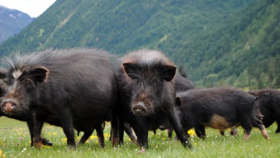 <em>猪肉</em>界的“劳斯莱斯”，生活在海拔3000米，比神户牛肉还值钱！