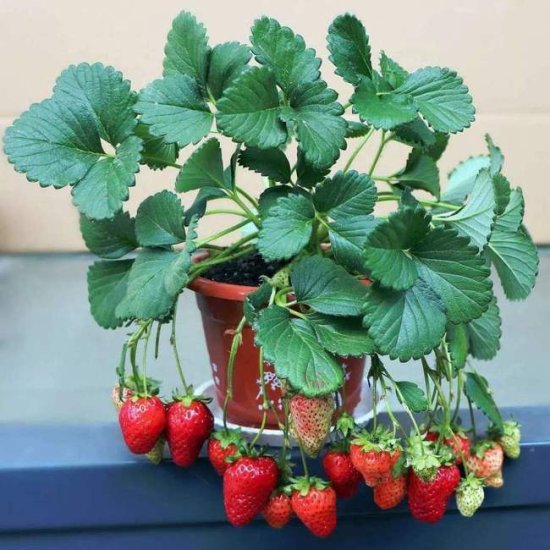 <em>室内种</em>出结果不断的草莓盆栽，怎么做到的？全靠这几点