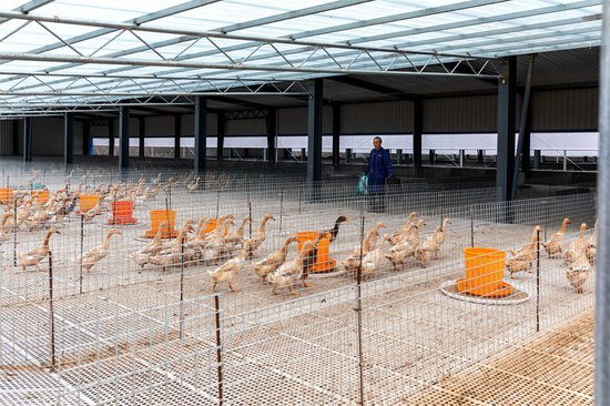 江西吉水：红毛鸭品种资源保护