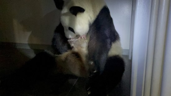 日本上野动物园大熊猫双胞胎幼崽即将满周，性别待明确后发布