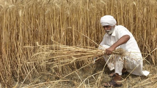 印度突然禁止小麦<em>出口</em>，这<em>几个</em>发达国家最先急了