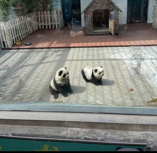 泰州动物园“熊猫犬”引争议，回应：特地引进，引进时已染色