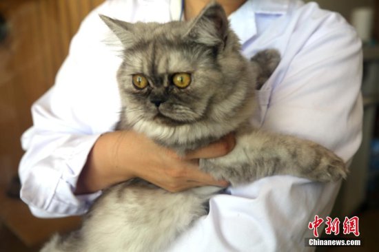 <em>中国国内</em>首只高校培育克隆猫进入繁育研究阶段