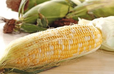2017年1月份玉米涨价了吗 2017年1月份<em>玉米价格多少钱一斤</em>